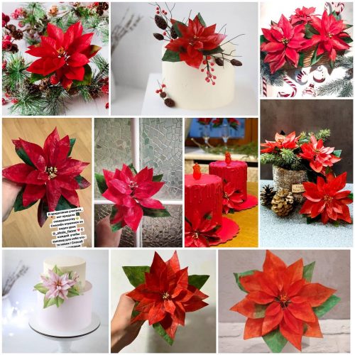 olesia_poinsettia_1707378741087