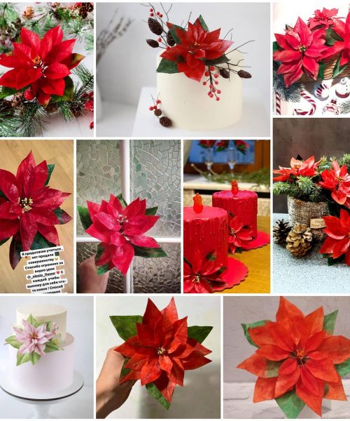 olesia_poinsettia_1707378741087