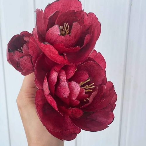 peony_olesia_1707378355172