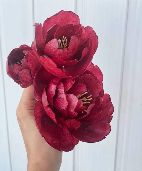 peony_olesia_1707378355172