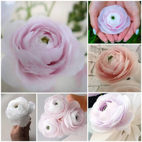 ranunculus_online_1707378192542