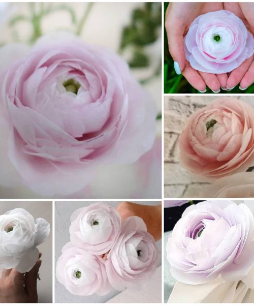 ranunculus_online_1707378192542