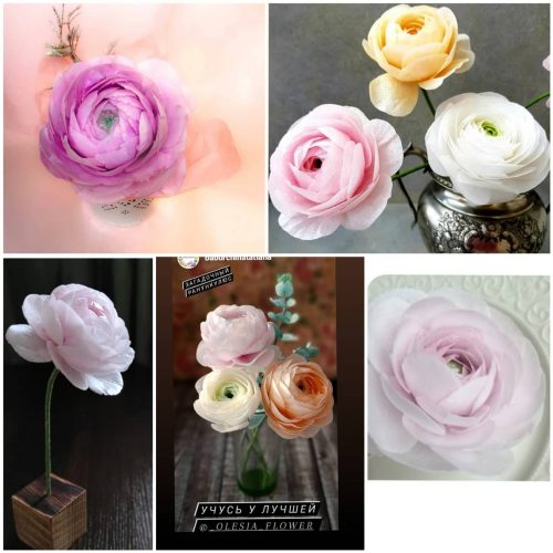 ranunculus_online_1707378319535