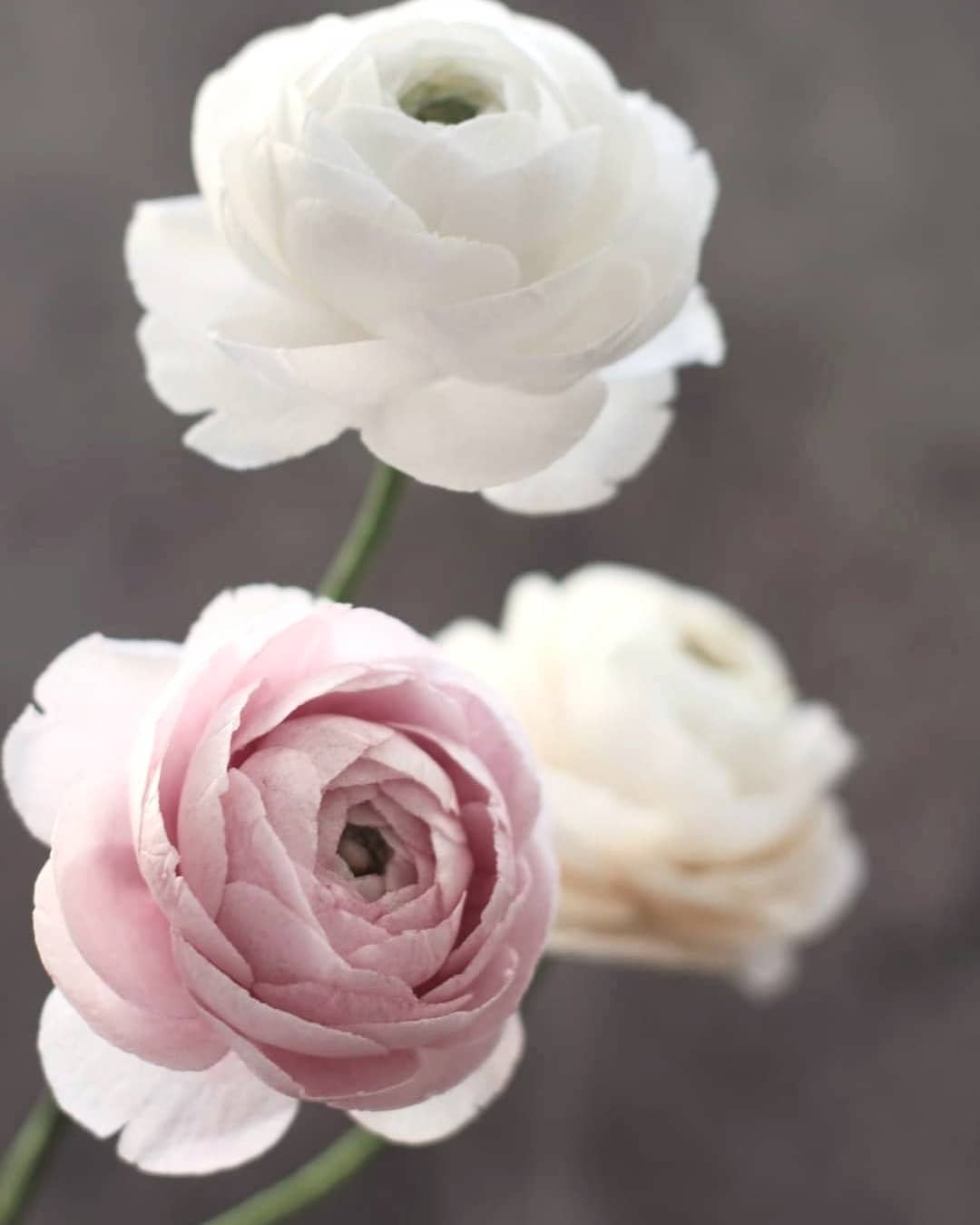 _olesia_flower_140505736_226344378965067_2873677861665581765_n