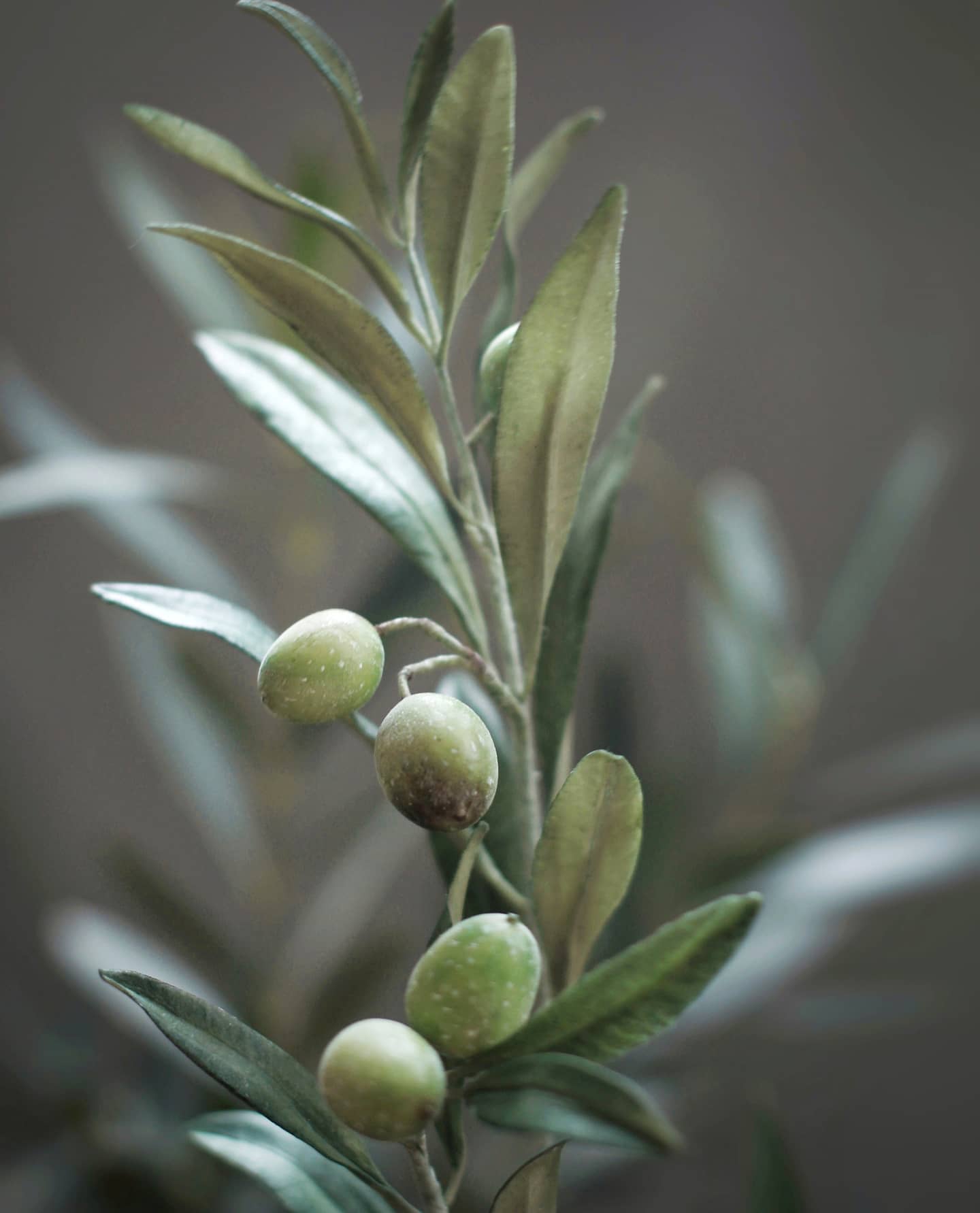 _olesia_flower_202412448_153982813389565_8798756759950928755_n