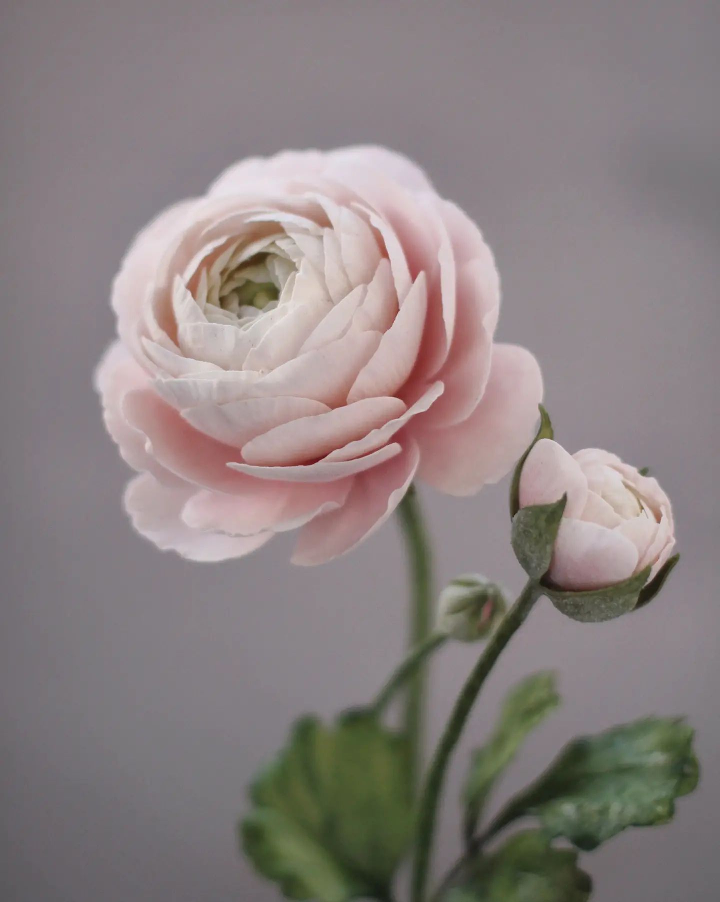 _olesia_flower_261548663_362697895656821_7833724591538126273_n