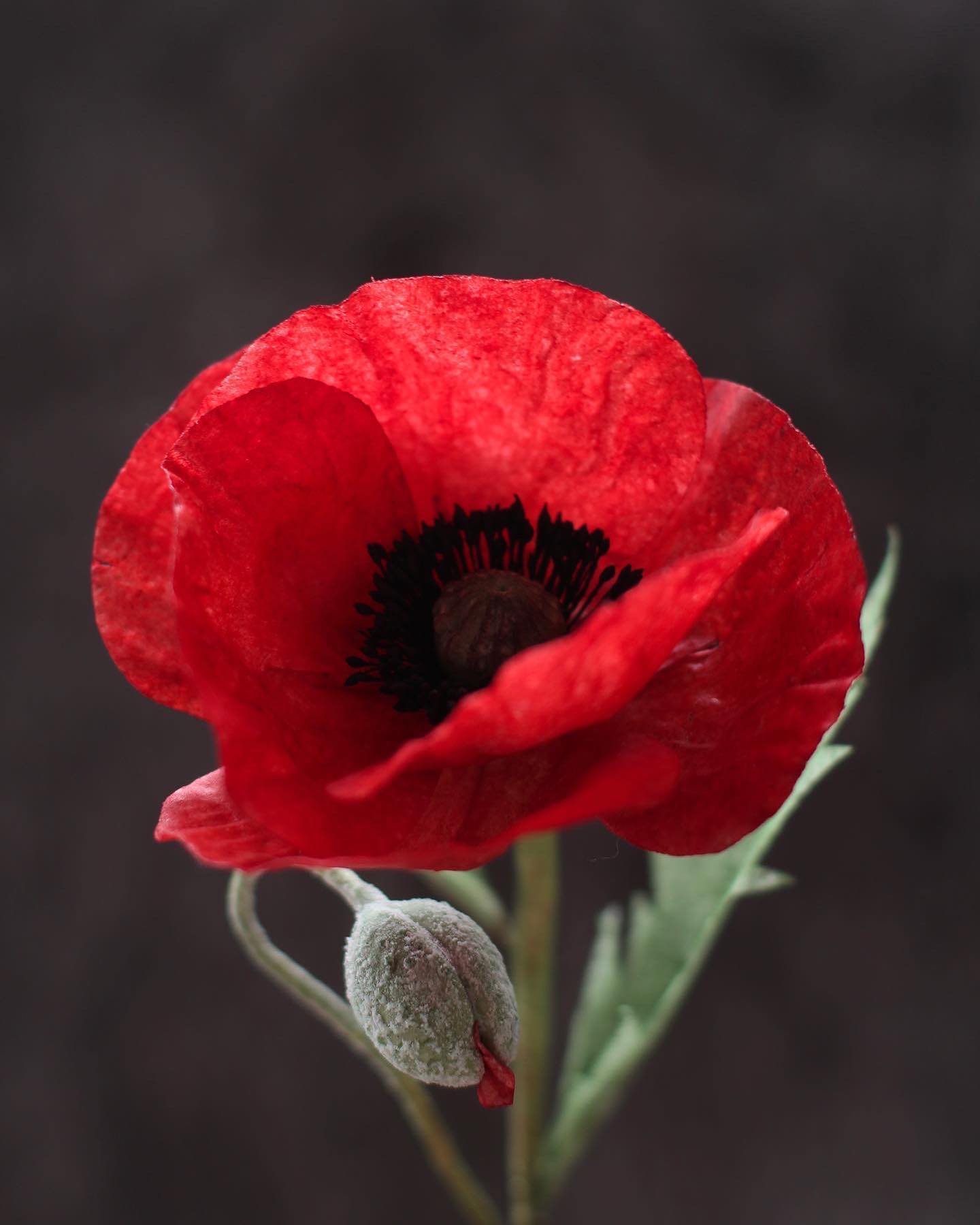 _olesia_flower_299628507_132763309469299_3069370208094275737_n