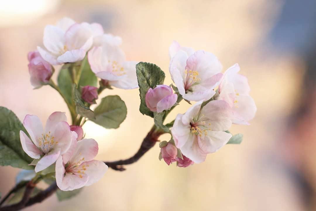 _olesia_flower_91005803_312154999759497_8917109283396439939_n