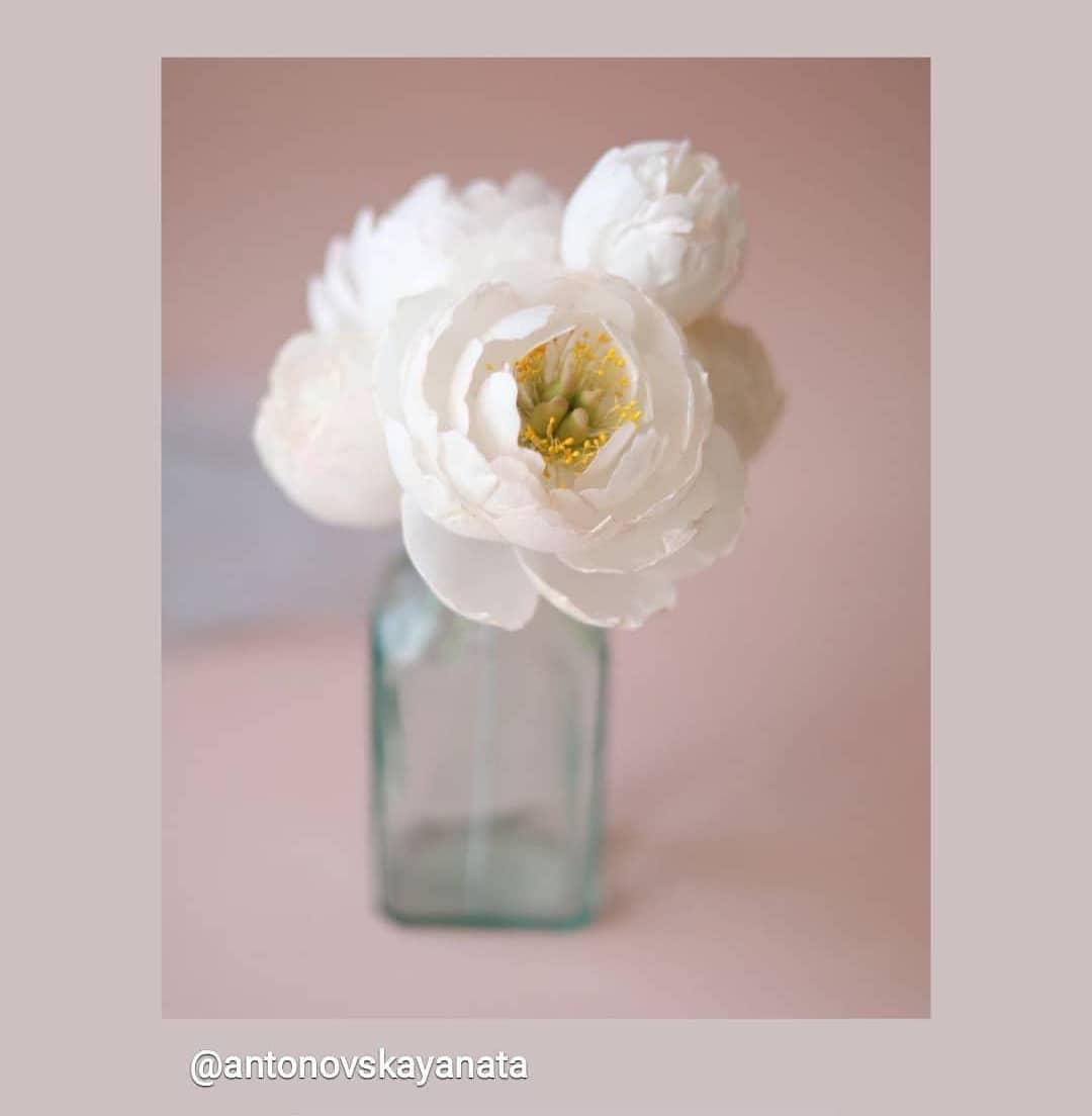 peony_olesia_1707378360286