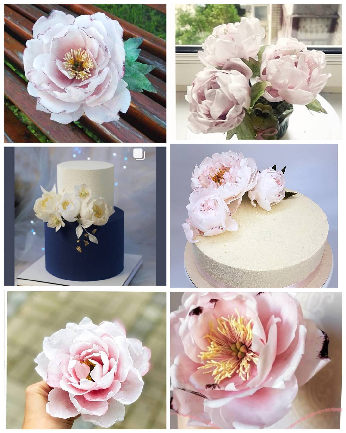 peony_olesia_1707378362978